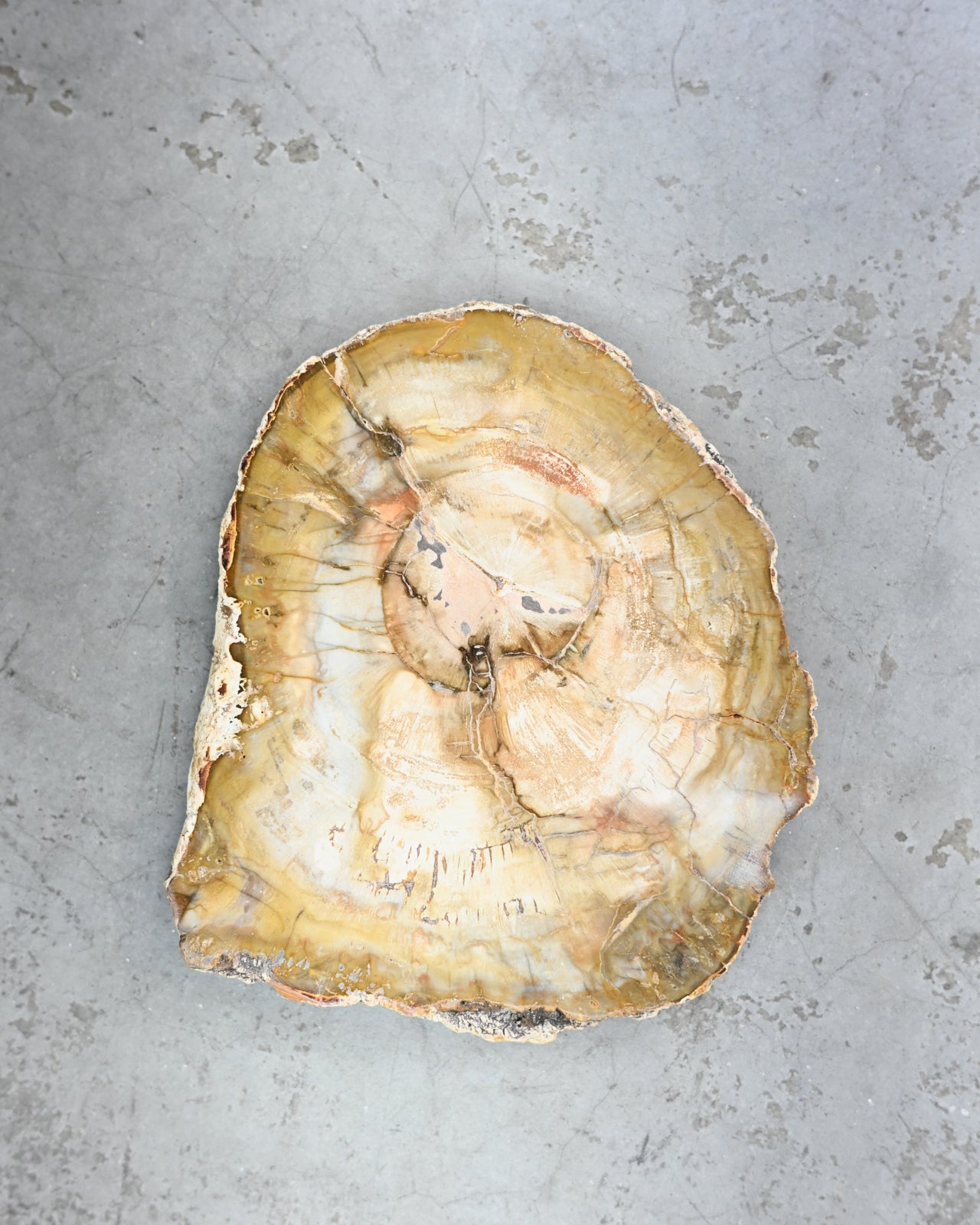 Yellow Petrified Wood Slab SM