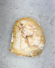 Yellow Petrified Wood Slab SM