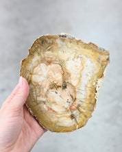 Yellow Petrified Wood Slab SM