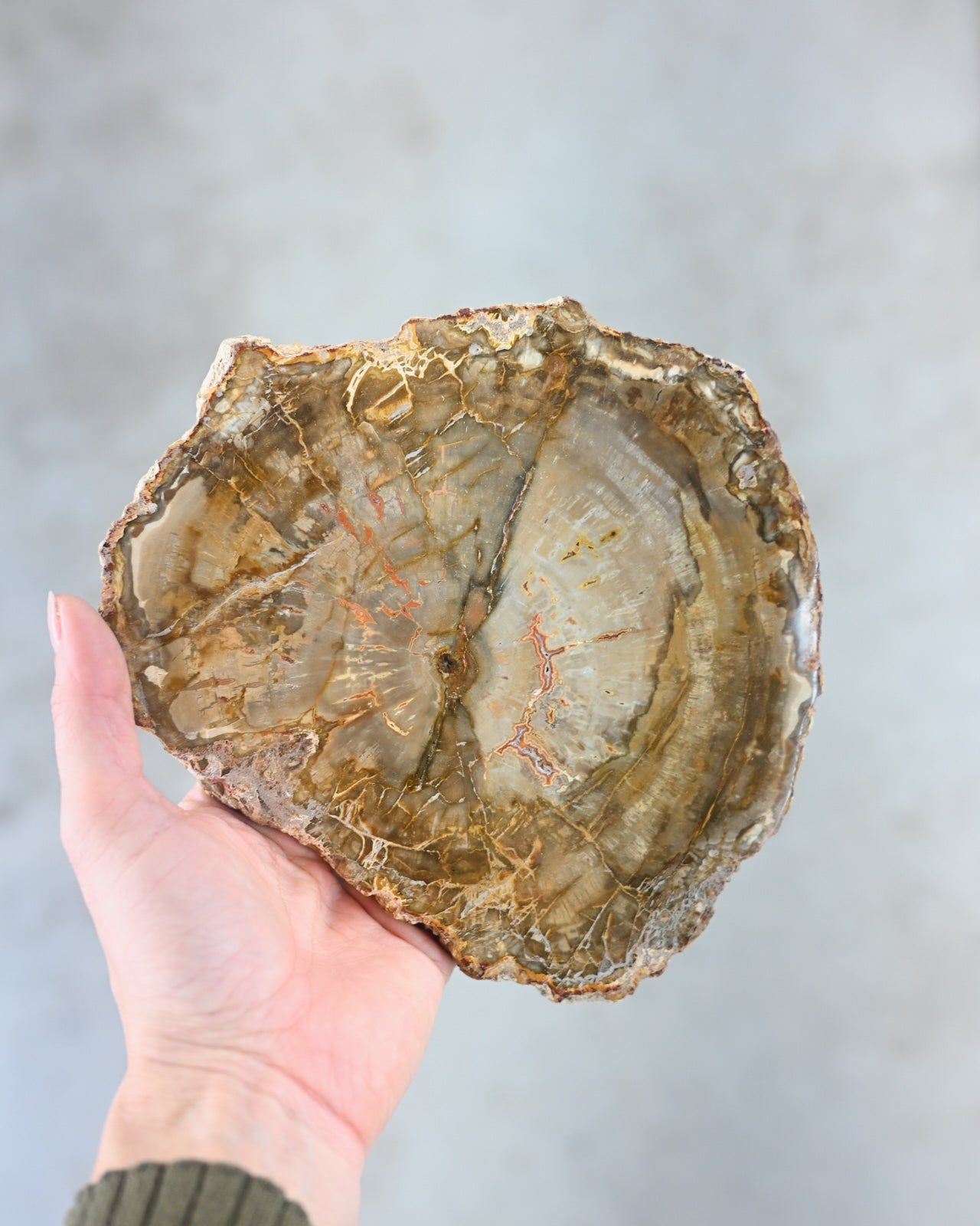 Yellow Petrified Wood Slab SM