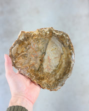 Yellow Petrified Wood Slab SM