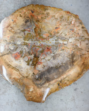 Yellow Petrified Wood Slab MD