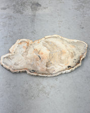 Petrified Wood Slab LG