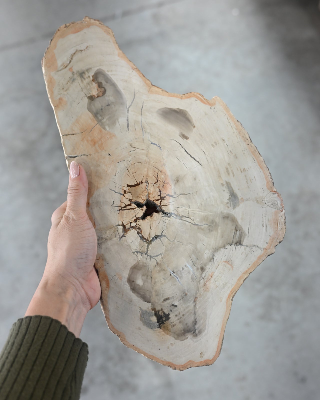 Xl Petrified Wood Slab