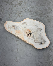 Xl Petrified Wood Slab