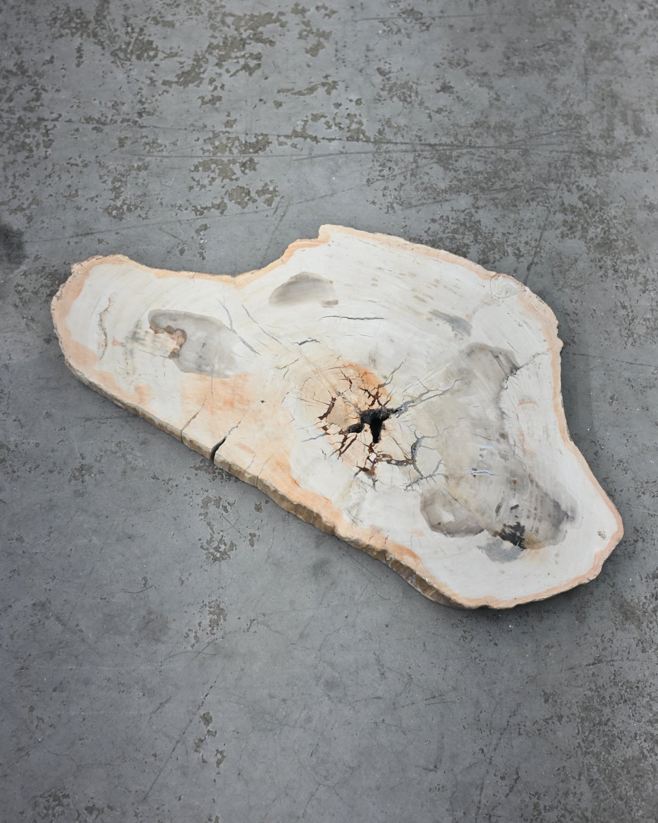 Petrified Wood Slab 5lbs