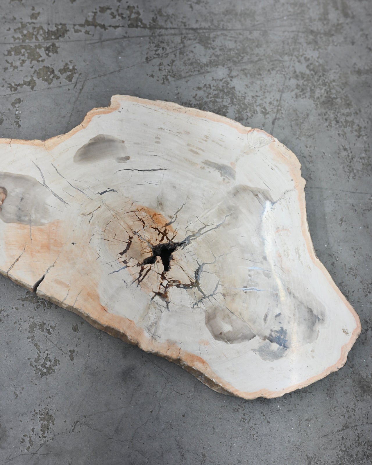 Xl Petrified Wood Slab