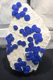 Rare Azurite Specimen Museum Grade