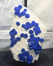 Rare Azurite Specimen Museum Grade