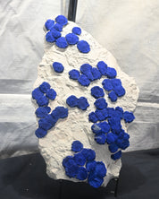 Rare Azurite Specimen Museum Grade