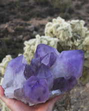 XL Bolivian Amethyst Cluster 8lb