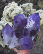 XL Bolivian Amethyst Cluster 8lb