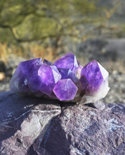 XL Bolivian Amethyst Cluster