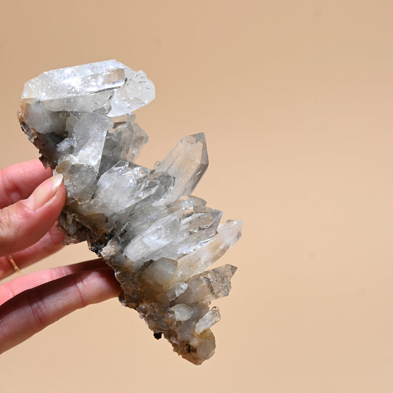 lemurian--218-4x3--11051.jpg