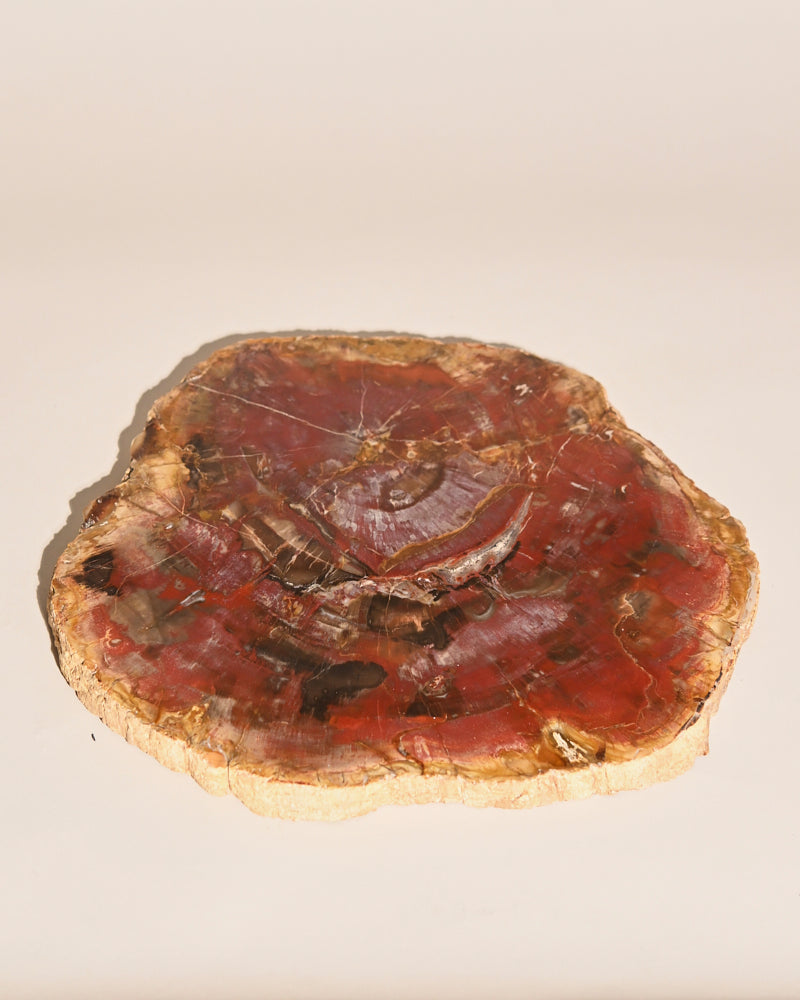 petrified-wood--6lb12oz----12x10-1--13306.jpg