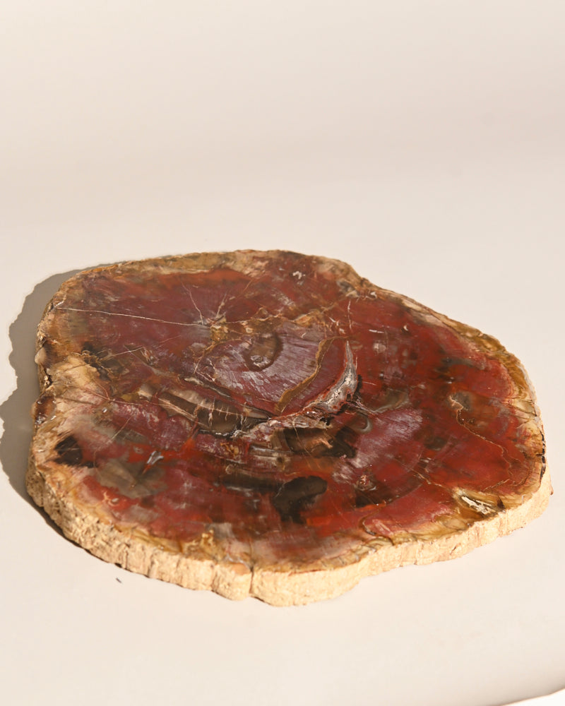 Xl Petrified Wood Slab