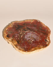 Xl Petrified Wood Slab