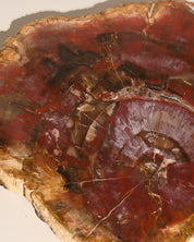 Xl Petrified Wood Slab