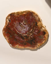 Xl Petrified Wood Slab